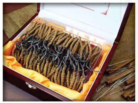 澄迈冬虫夏草回收